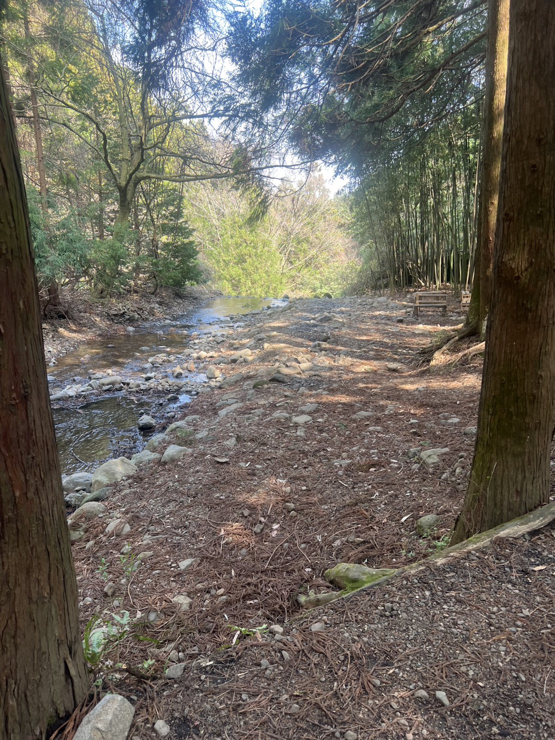 川サウナFIELD 伊勢原 林の中の渓流