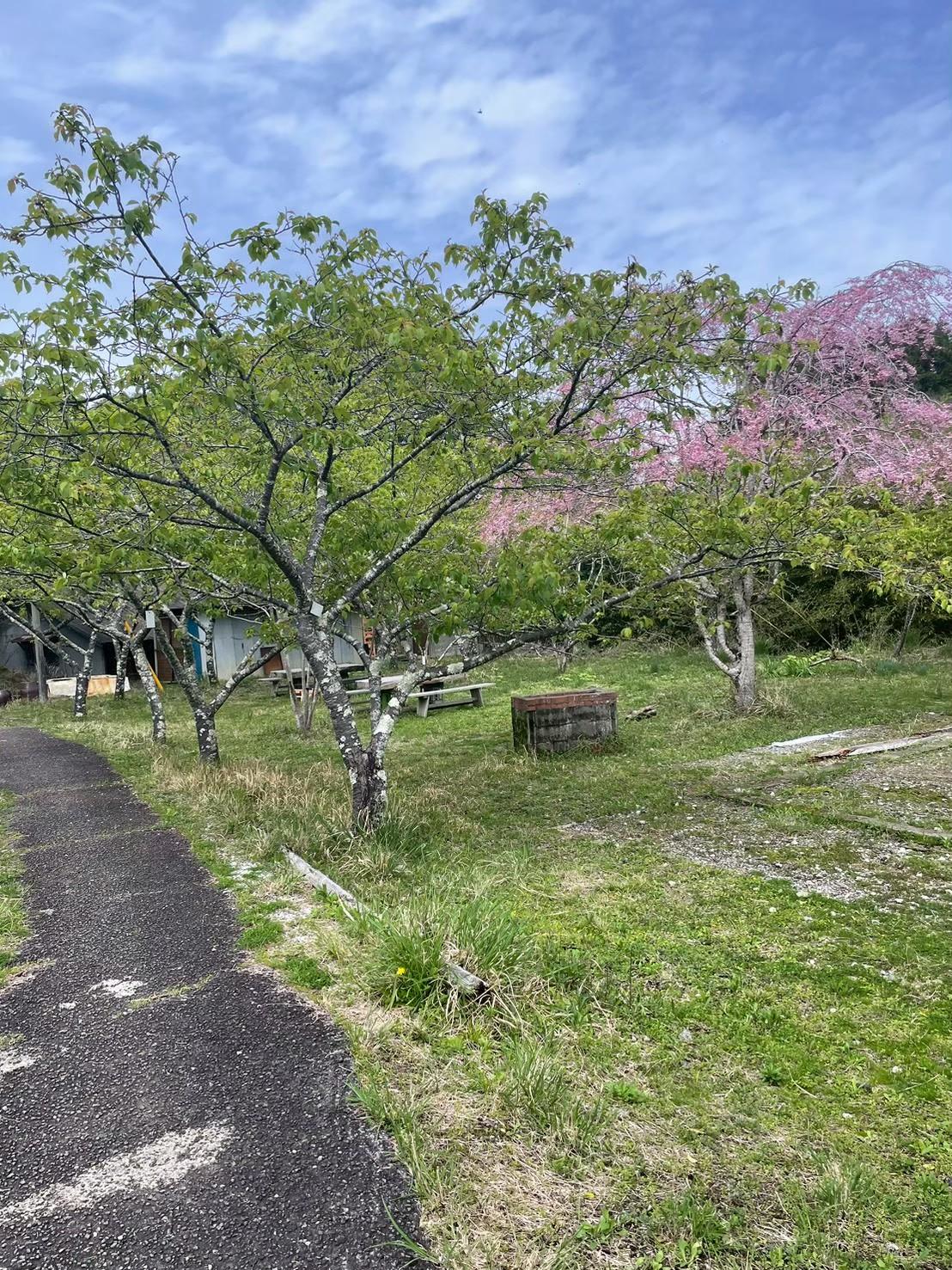 川サウナFIELD 大多喜田代の桜と広場